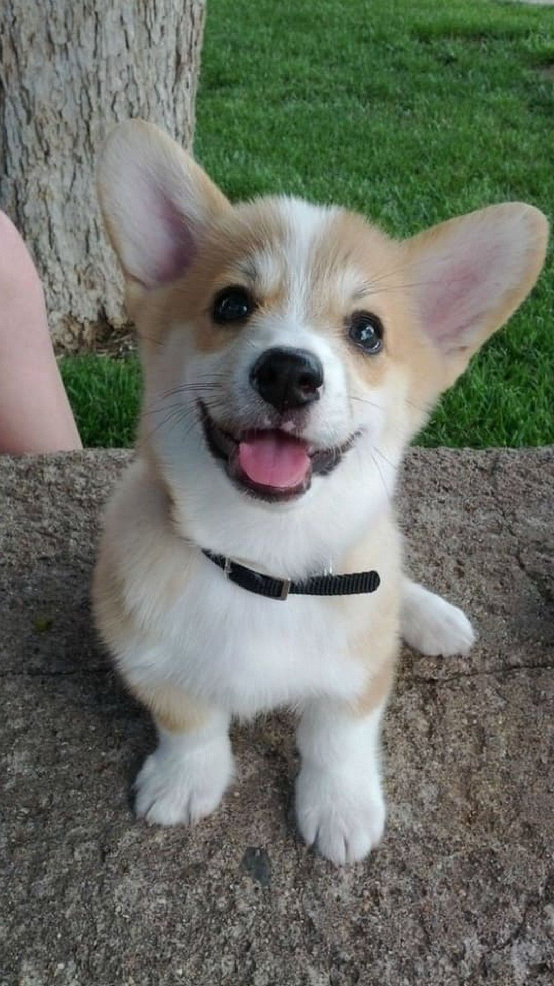 Corgi Puppy Wallpaper Iphone - HD Wallpaper 