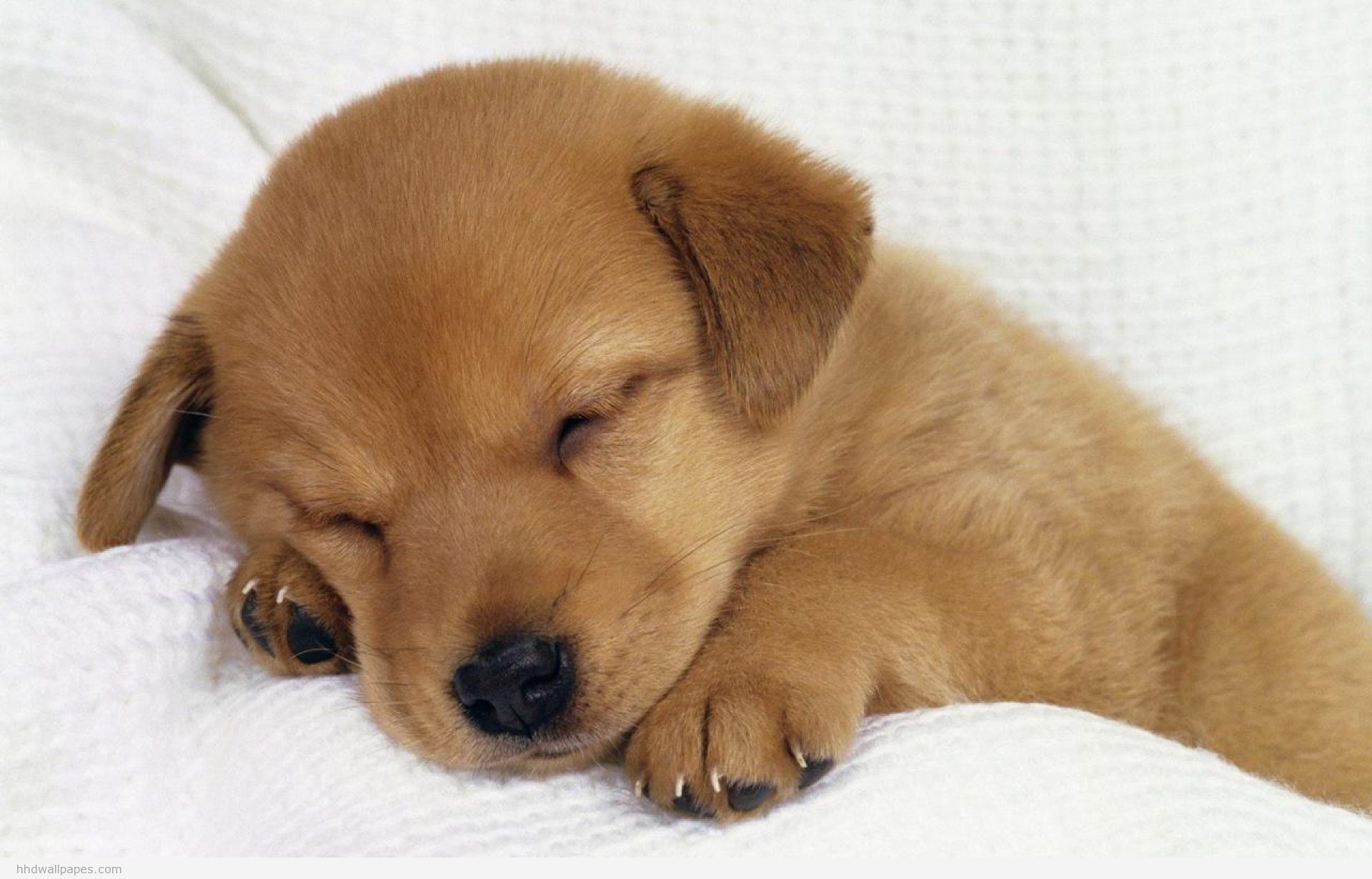 Cute Dog Sleeping Quotes 1920x1230 Wallpaper teahub.io