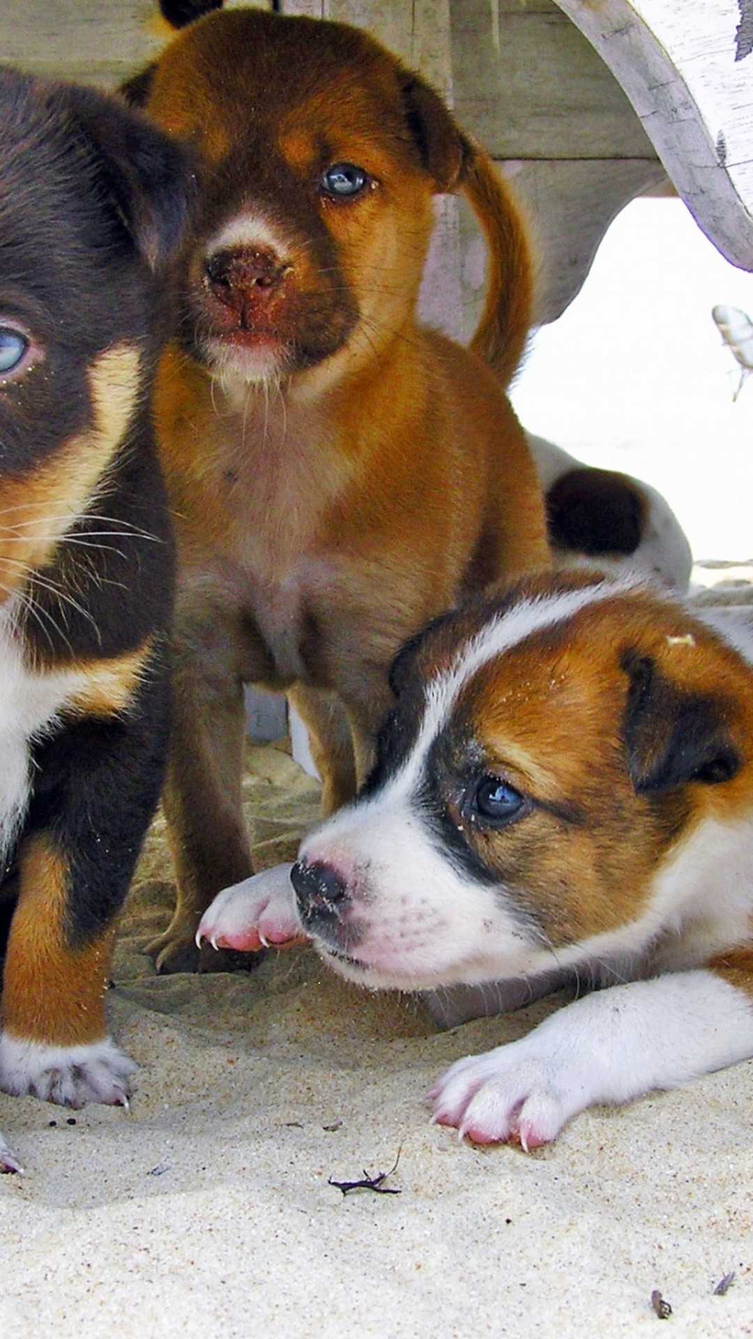 1080x1920, Android Wallpaper Hd Pictures Of Puppies - Valentines Wallpaper Cute Dogs - HD Wallpaper 