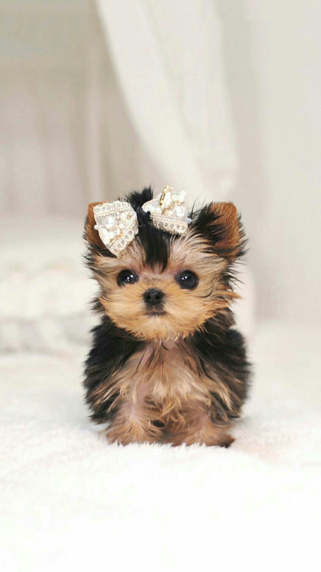 Cute Wallpaper Tiny Puppies - HD Wallpaper 
