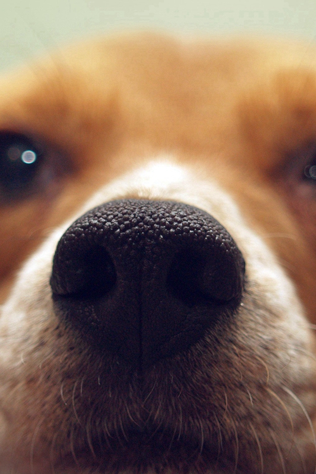 Beagle Dog Face Wallpaper Iphone - HD Wallpaper 