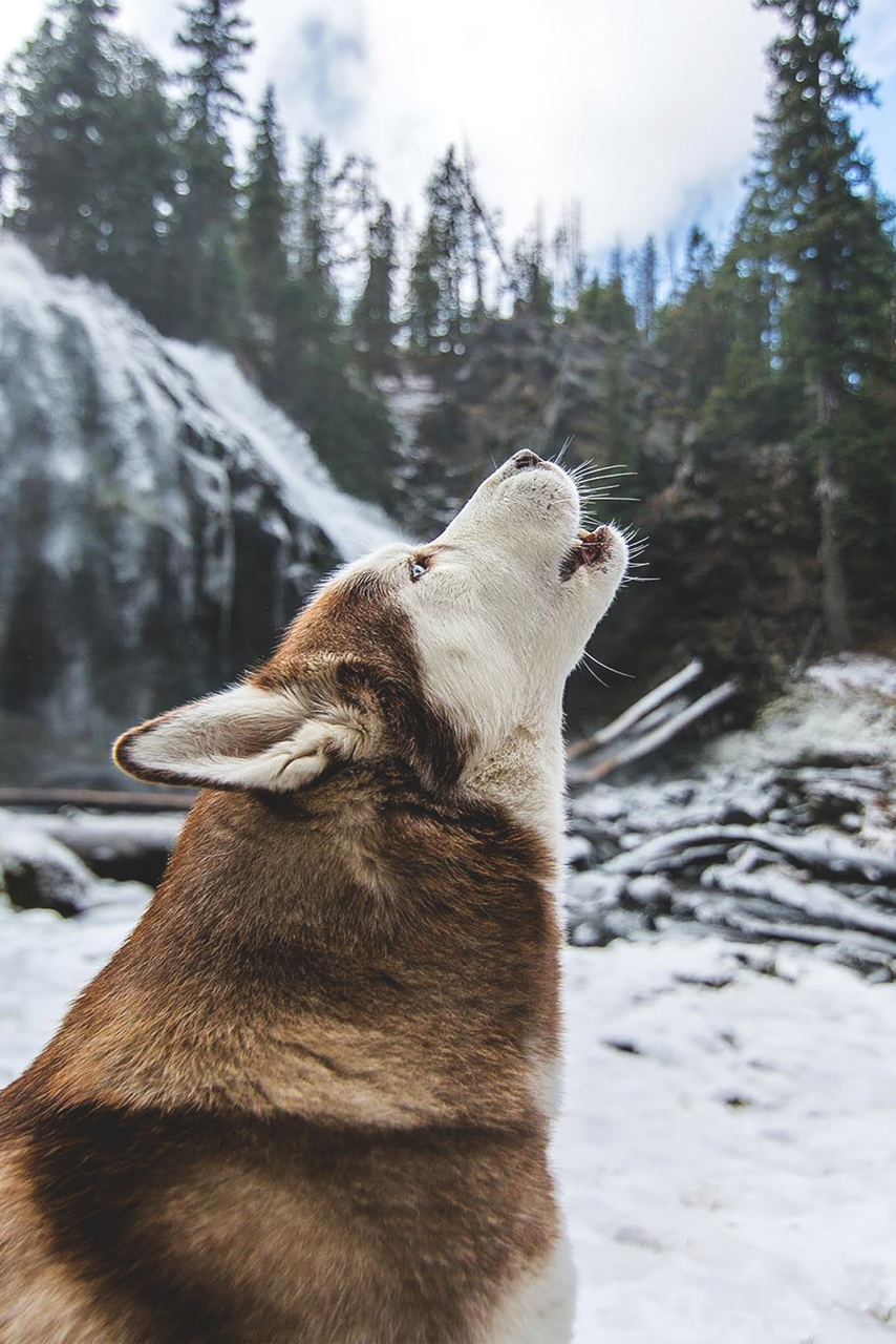 Dog, Animal, And Wolf Image - Siberian Husky Howling - HD Wallpaper 
