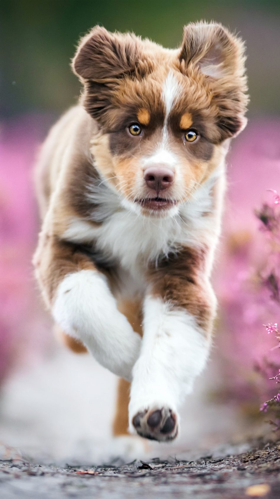 Australian Shepherd Puppy 4k Ultra Hd Mobile Wallpaper - Australian Shepherd Wallpaper Puppy - HD Wallpaper 