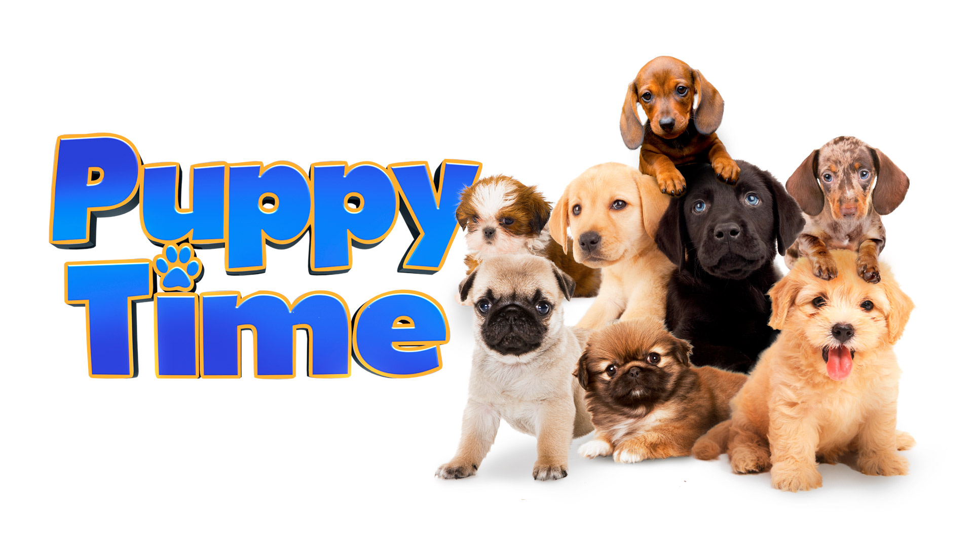 Puppy Time - HD Wallpaper 