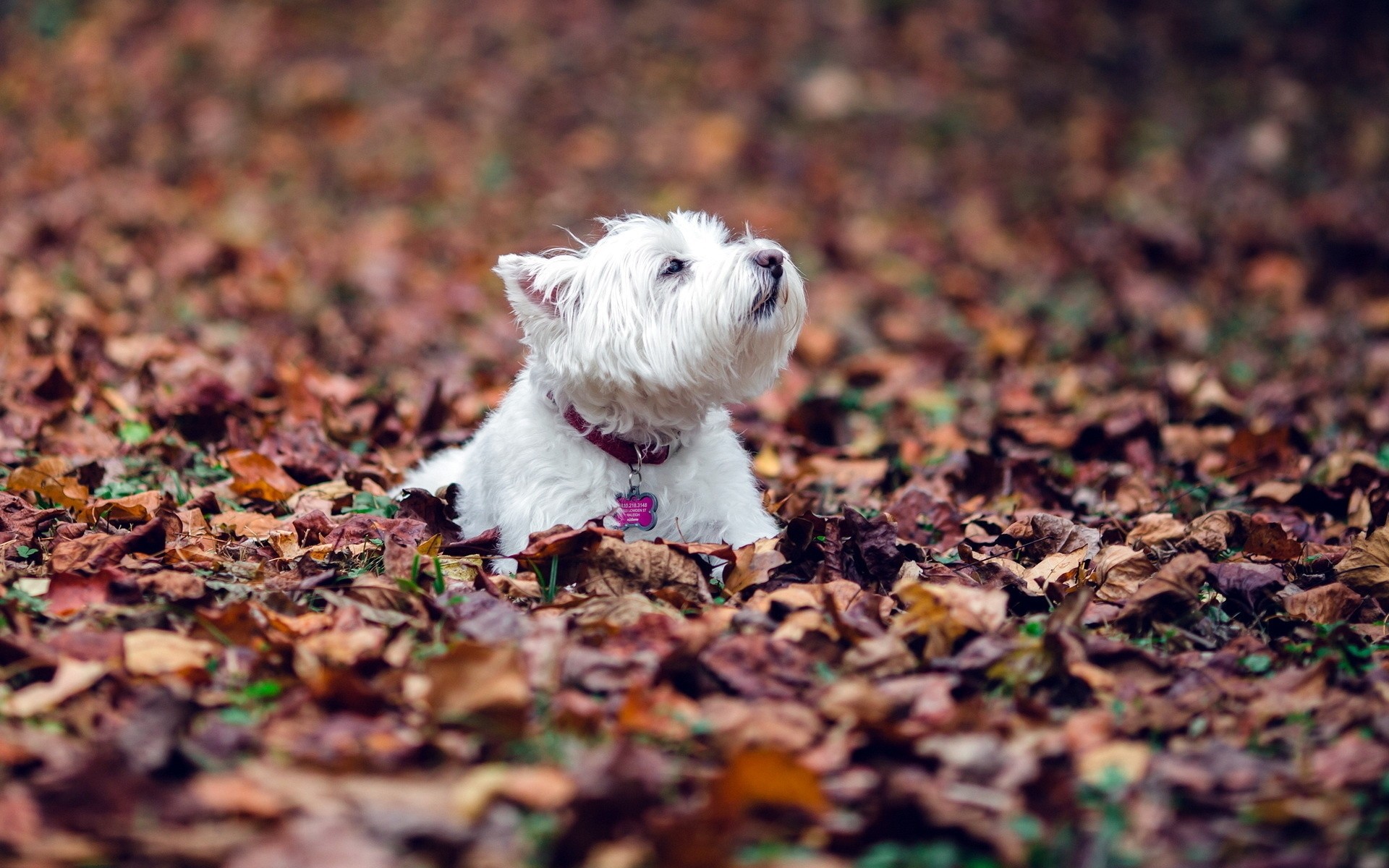 Dogs Dog Cute Little Pet Animal Mammal Nature Puppy - West Highland White Terrier Iphone - HD Wallpaper 