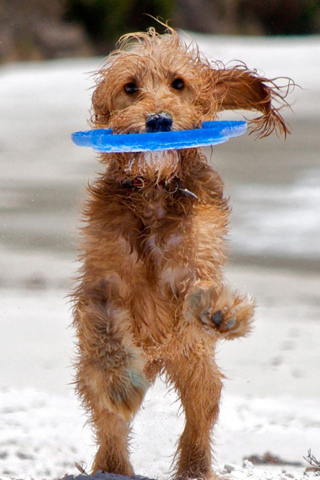 Very Interesting Puppy Iphone Wallpaper - Ejercicio En Perros Diabeticos - HD Wallpaper 