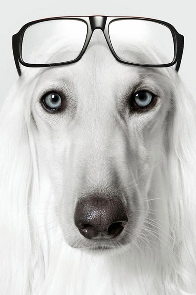 Dog - Grand Optical - HD Wallpaper 