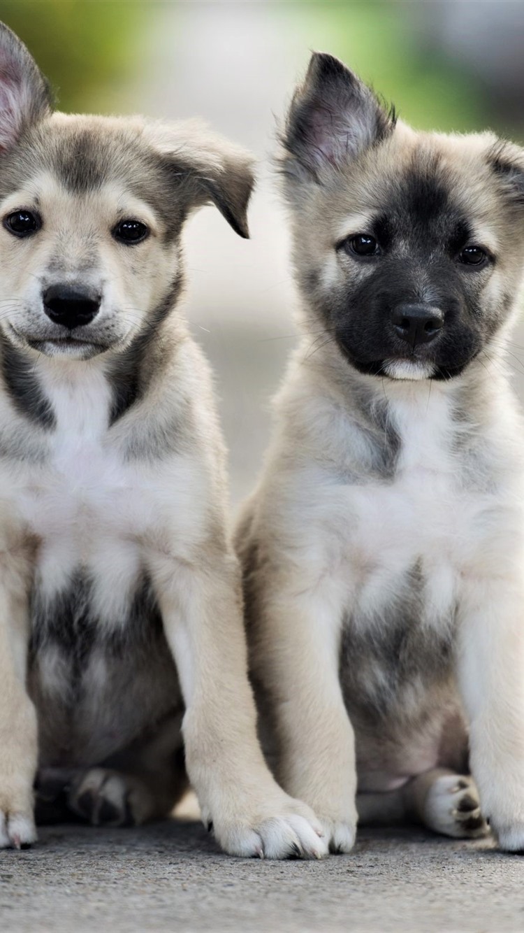 Iphone Wallpaper Cute Two Puppies, Friends - Cute Twin Dogs - HD Wallpaper 