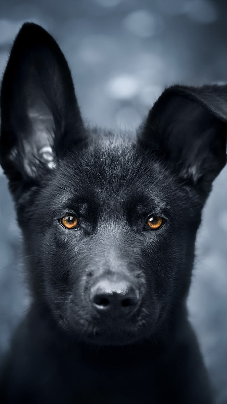 Pet, Black Puppy, German Shepherd, Wallpaper - Black German Shepherd Background - HD Wallpaper 