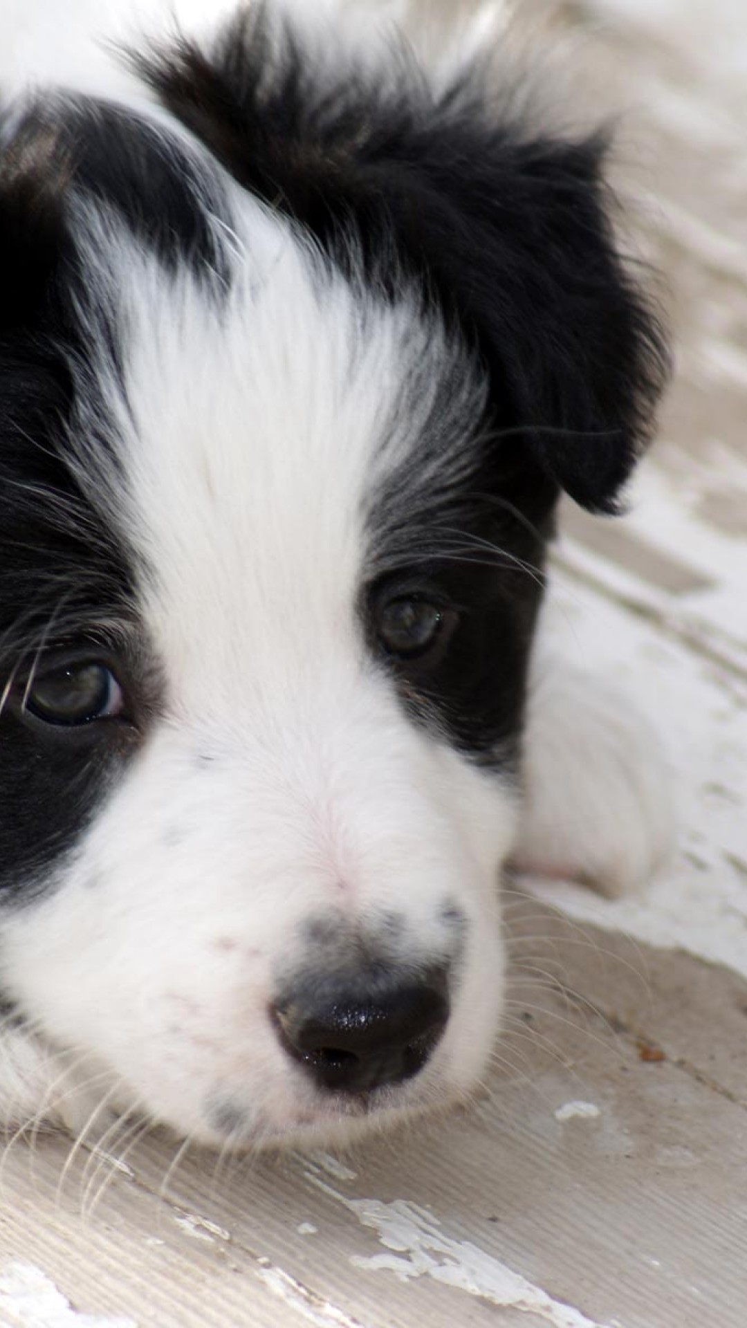 Sfondi Per Pc Border Collie - HD Wallpaper 