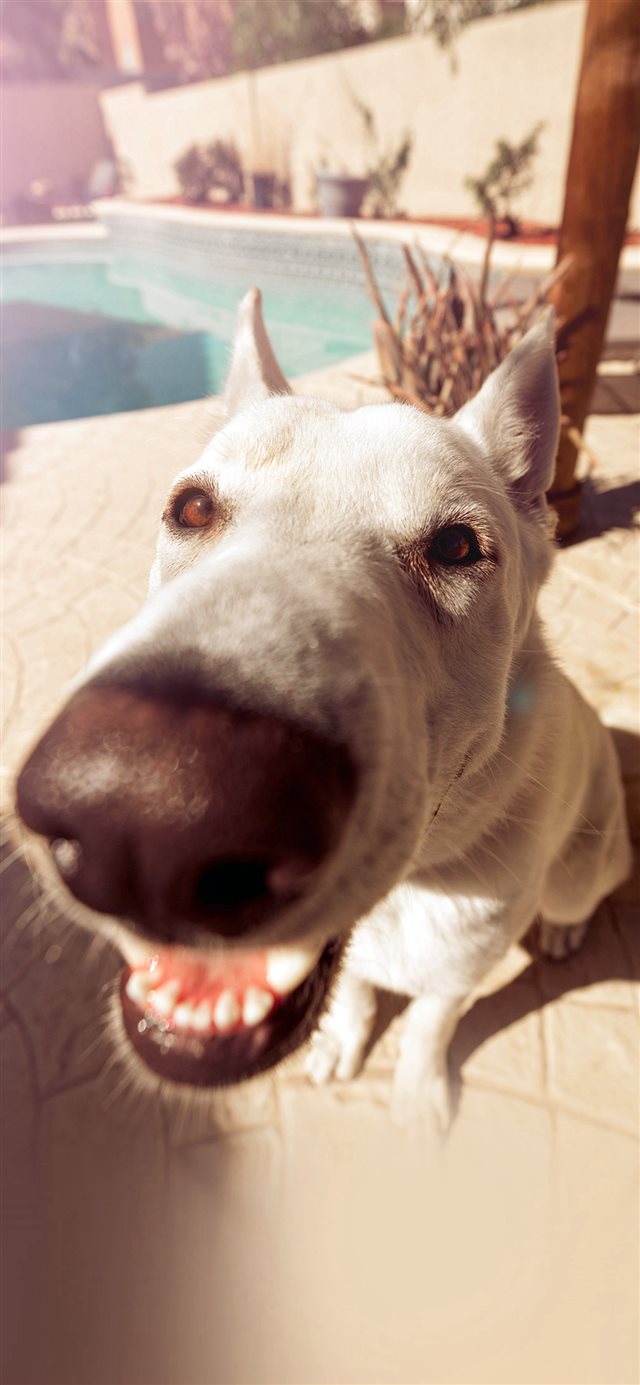 Iphone 11 Pictures Of Dogs - HD Wallpaper 