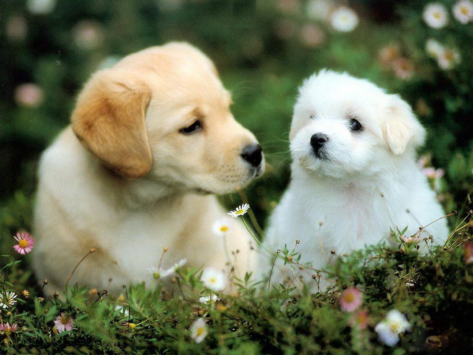 Cute Puppies Dog Wallpaper - Cute Puppy Dogs Wallpaper Hd - HD Wallpaper 