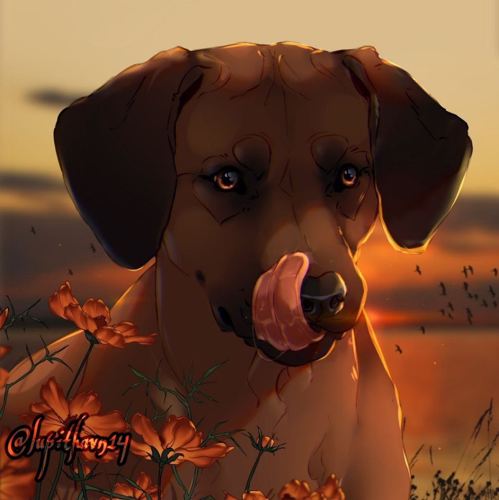 Companion Dog - HD Wallpaper 