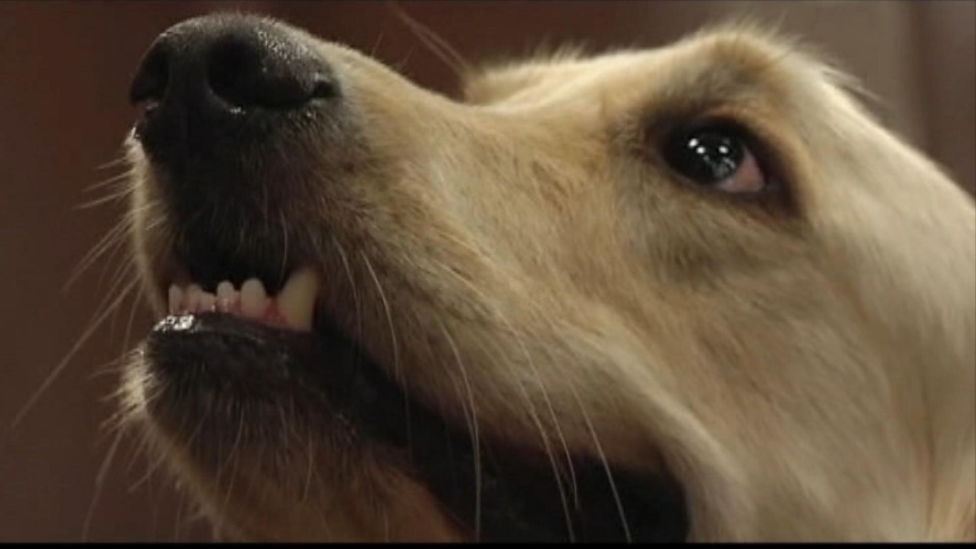 Companion Dog - HD Wallpaper 