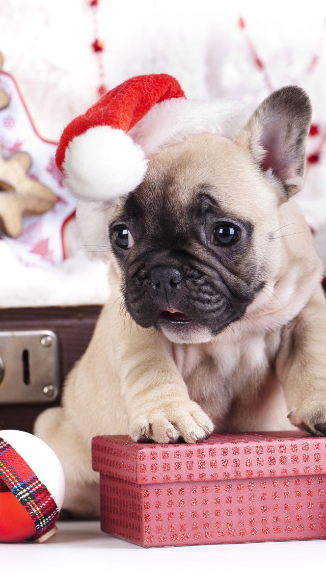 Puppy, Cute Animals, Christmas, New Year, 4k - Christmas Wallpaper Cute Animals - HD Wallpaper 