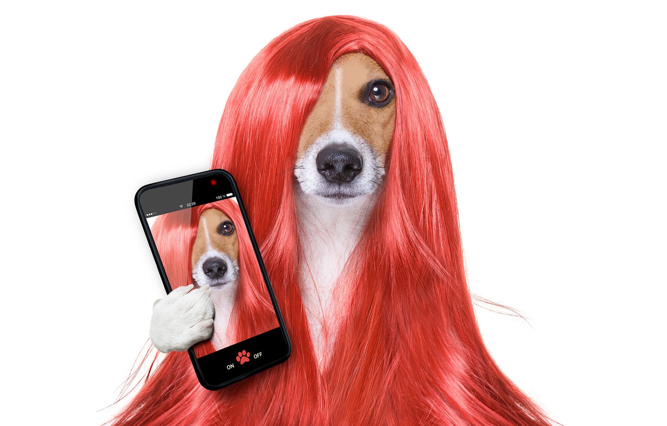 Photo Wallpaper Hair, Dog, Phone, Wig, Jack Russell - Dog Red Hair - HD Wallpaper 