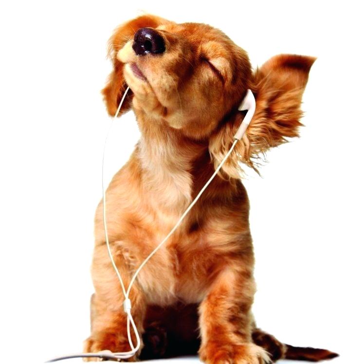 Dog Wallpapers Funny Dog Wallpaper Tumblr - Background Pictures Of Dogs - 748x748 Wallpaper Dog Wallpapers Funny Dog Wallpaper Tumblr - Background Pictures Of Dogs - 748x748 Wallpaper