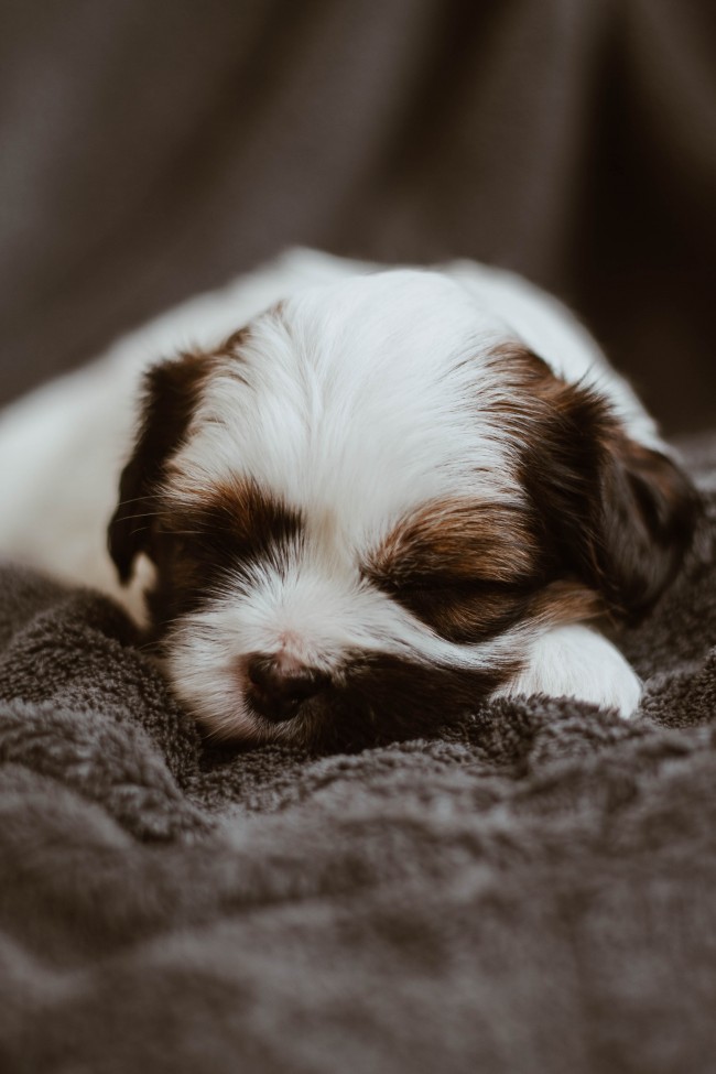 Puppy, Sleeping, Cute, Close-up, Smol Pupper - Puppy - HD Wallpaper 