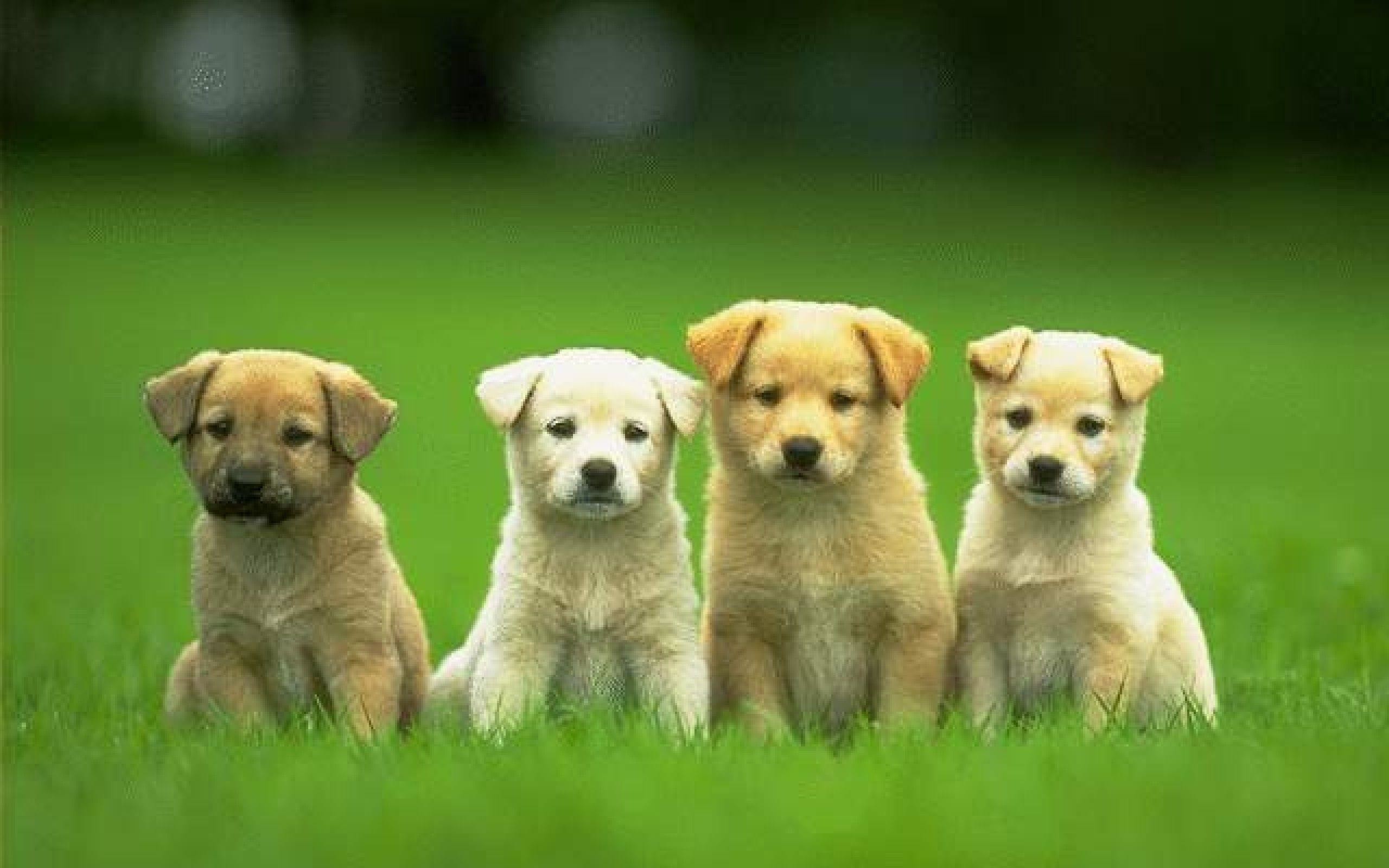 Cute Dogs On The Grass, Animals Wallpaper, Hd Phone - Dog Wallpaper Hd -  2560x1600 Wallpaper 