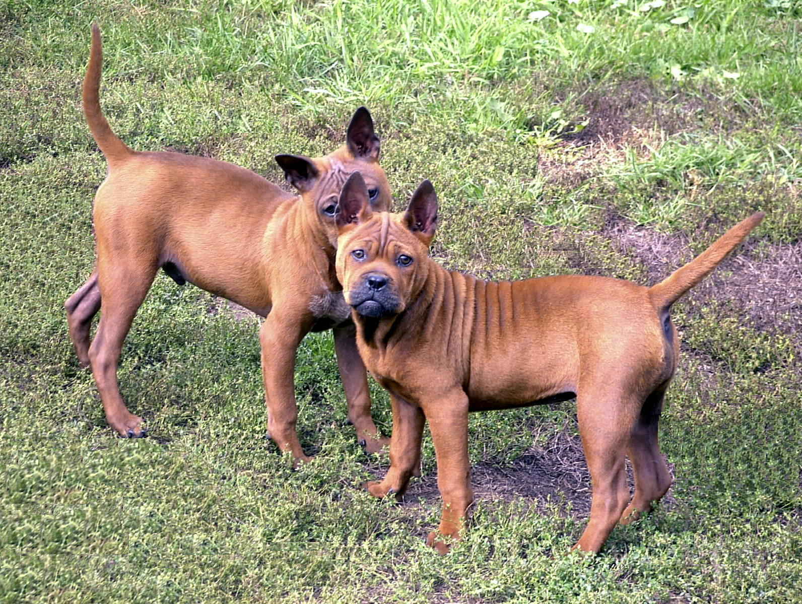 Chinese Chongqing Dogs Are Hard To Find - Chinese Chongqing Dog - HD Wallpaper 