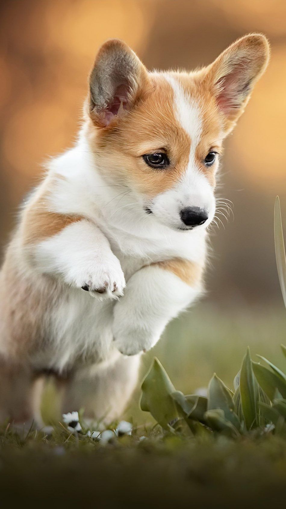 Corgi Phone Wallpaper Hd - HD Wallpaper 