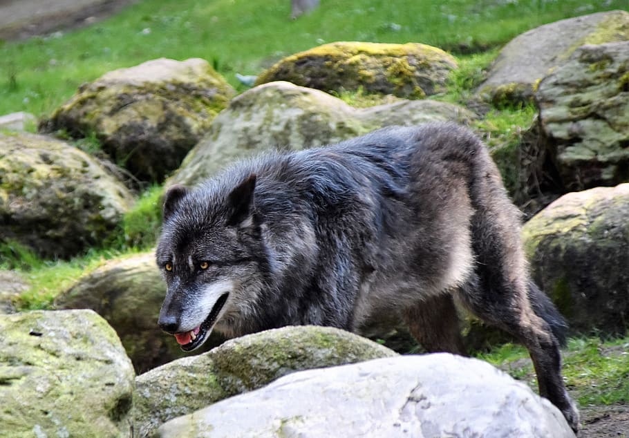 Gray Wolf Near Rocks, Animal, Animal Photography, Carnivore, - Wolf - HD Wallpaper 