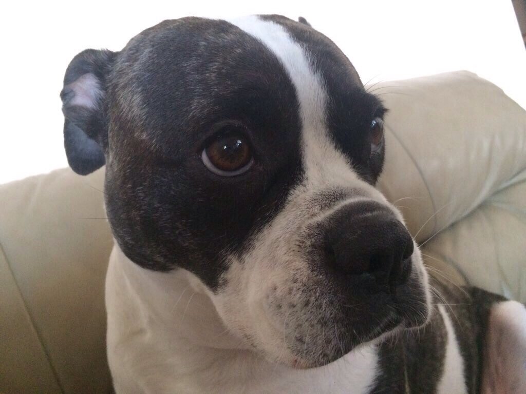 Companion Dog - HD Wallpaper 