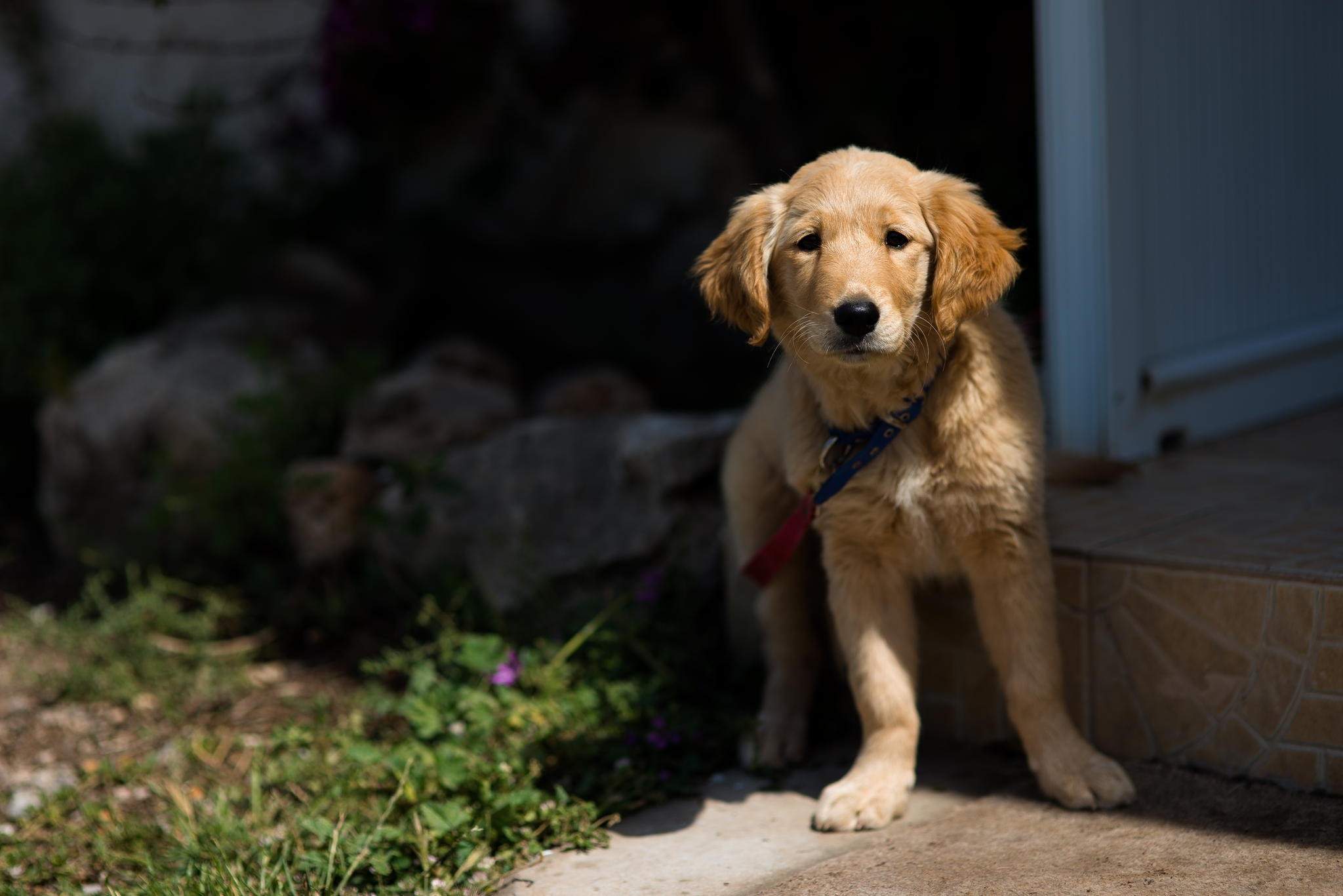 Companion Dog - HD Wallpaper 