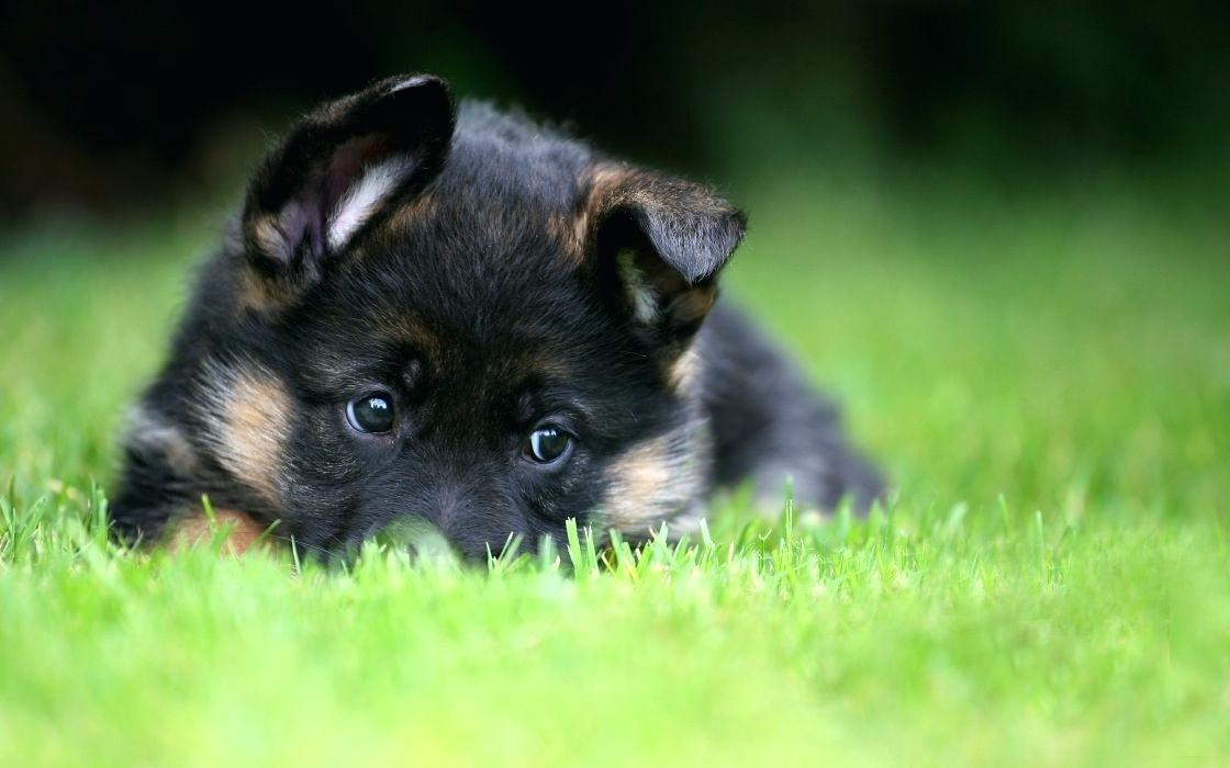 Pet Wallpaper Shepherd Puppy Pet Wallpaper Pet Wallpaper - German Shepherd Puppies Wallpaper Hd - HD Wallpaper 