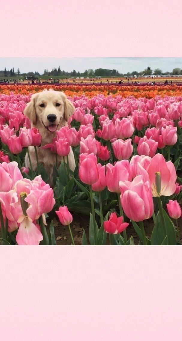 Dog, Flower, And Golden Retriever Image - Bad Day Meme Dog - HD Wallpaper 