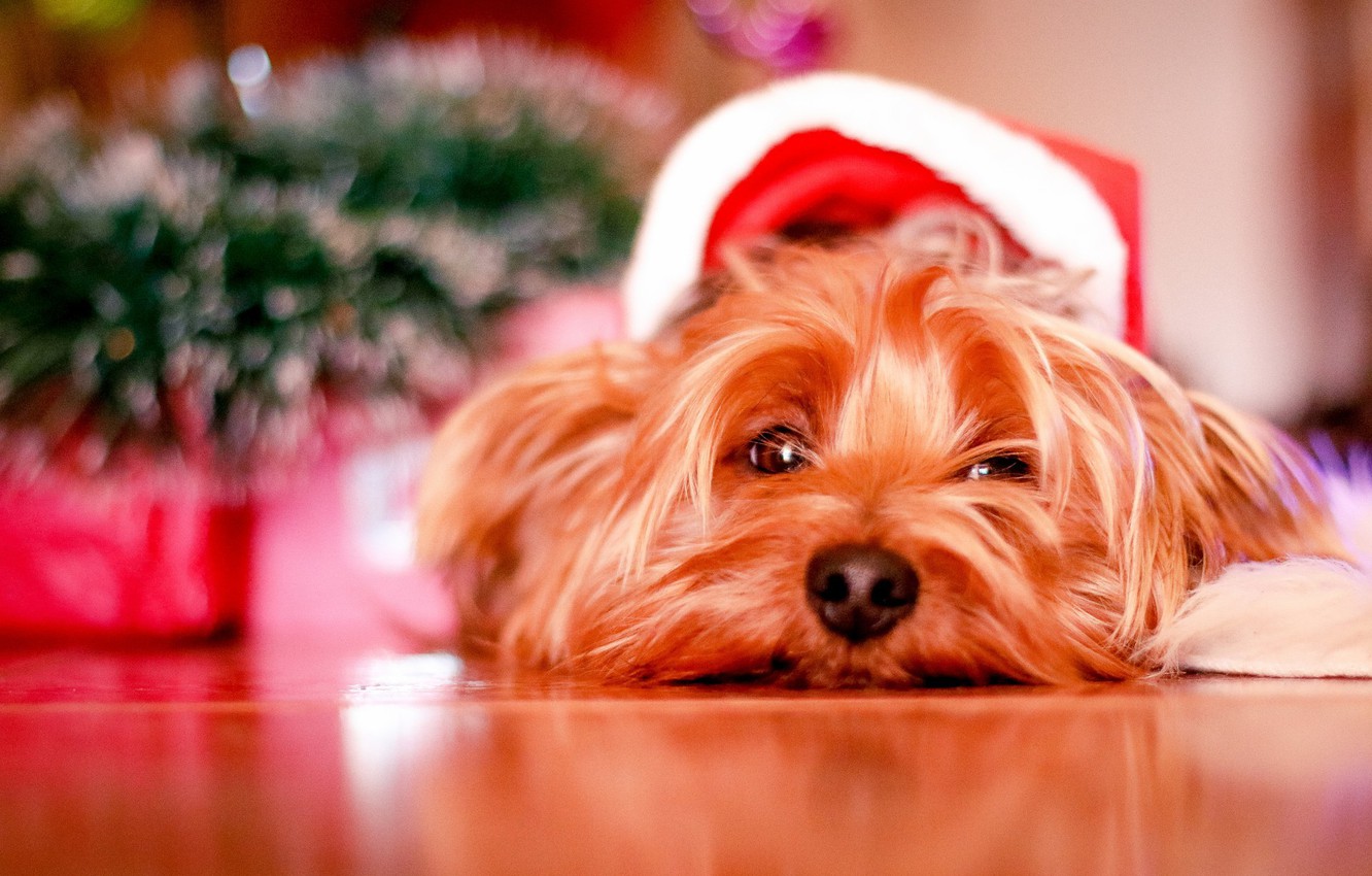 Photo Wallpaper Christmas, Dog, Cute, Puppy, Christmas, - Dogs At Christmas - HD Wallpaper 