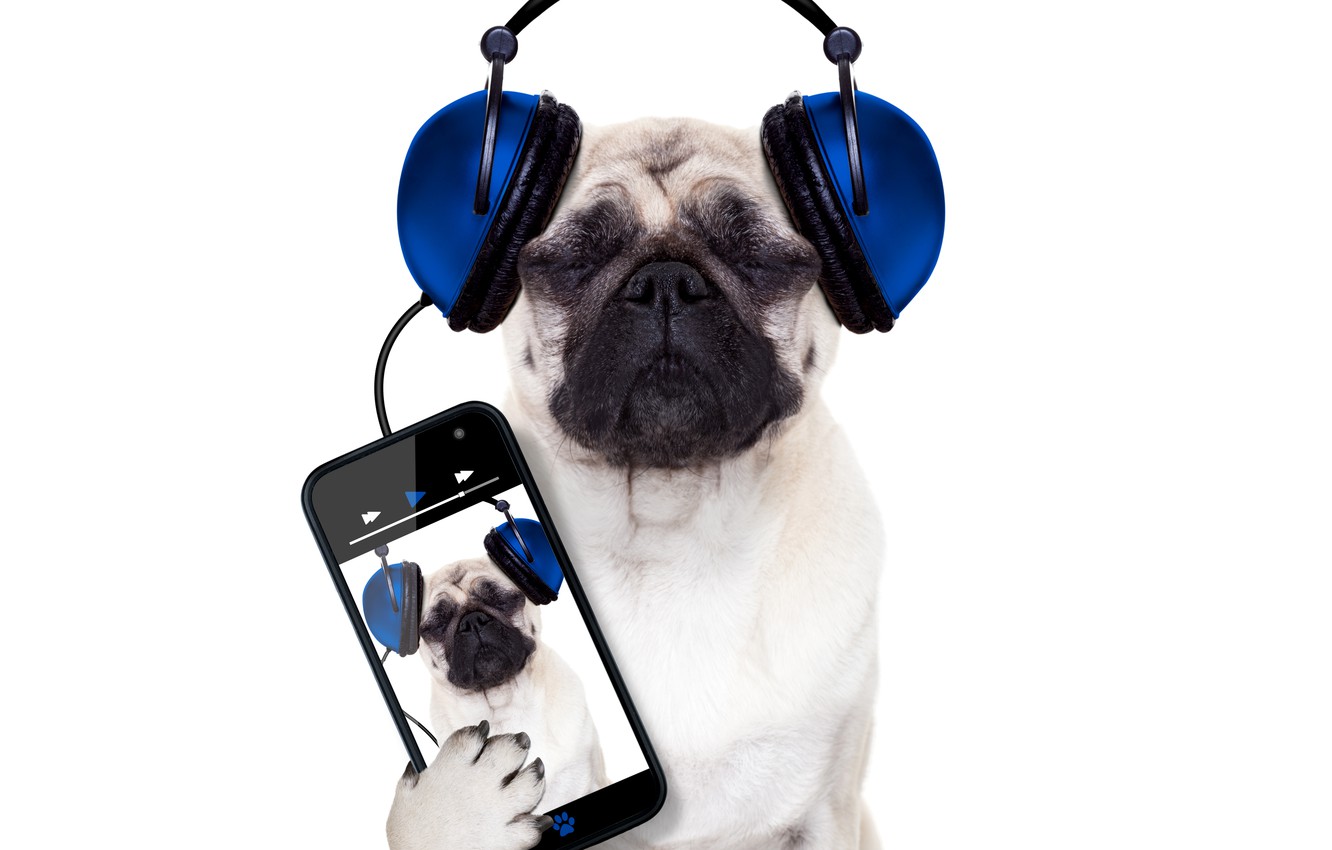 Photo Wallpaper Dog, Humor, Headphones, White Background, - Pug Listen Music - HD Wallpaper 