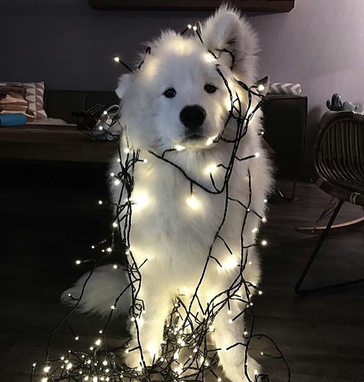 Dog, Light, And Cute Image - Dog With Fairy Lights - HD Wallpaper 