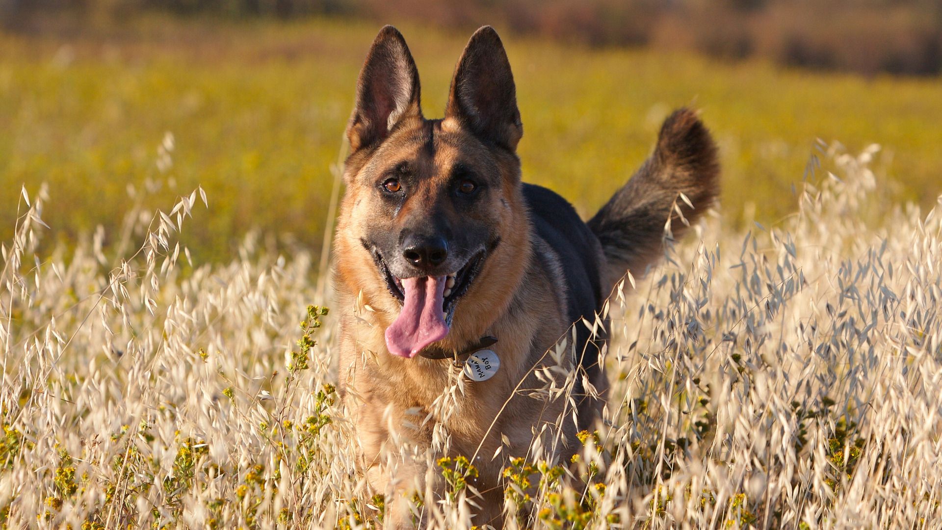 1080p German Shepherd Dog Hd - HD Wallpaper 