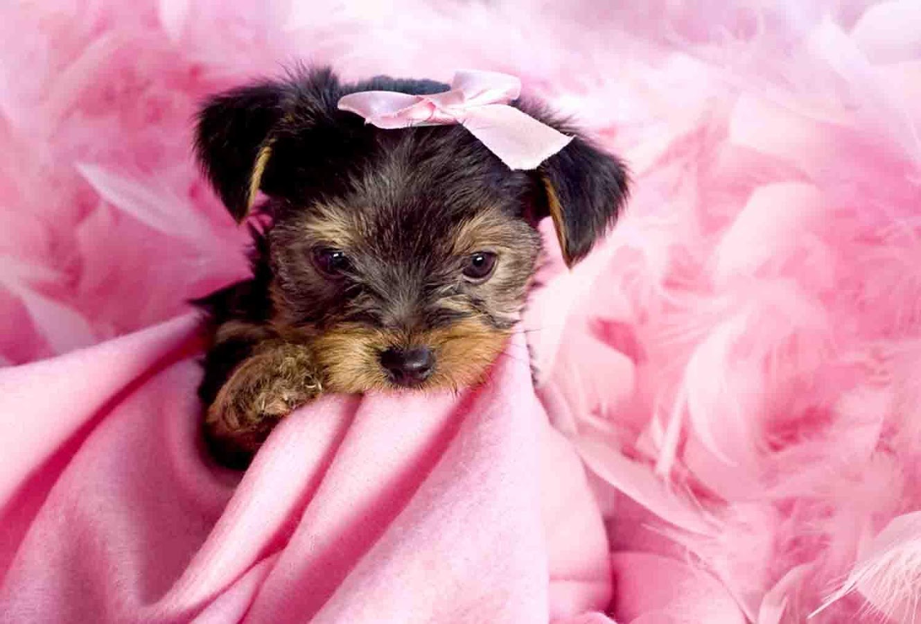 Cute Wallpapers Puppies - Puppy Wallpaper Cute Yorkie - HD Wallpaper 