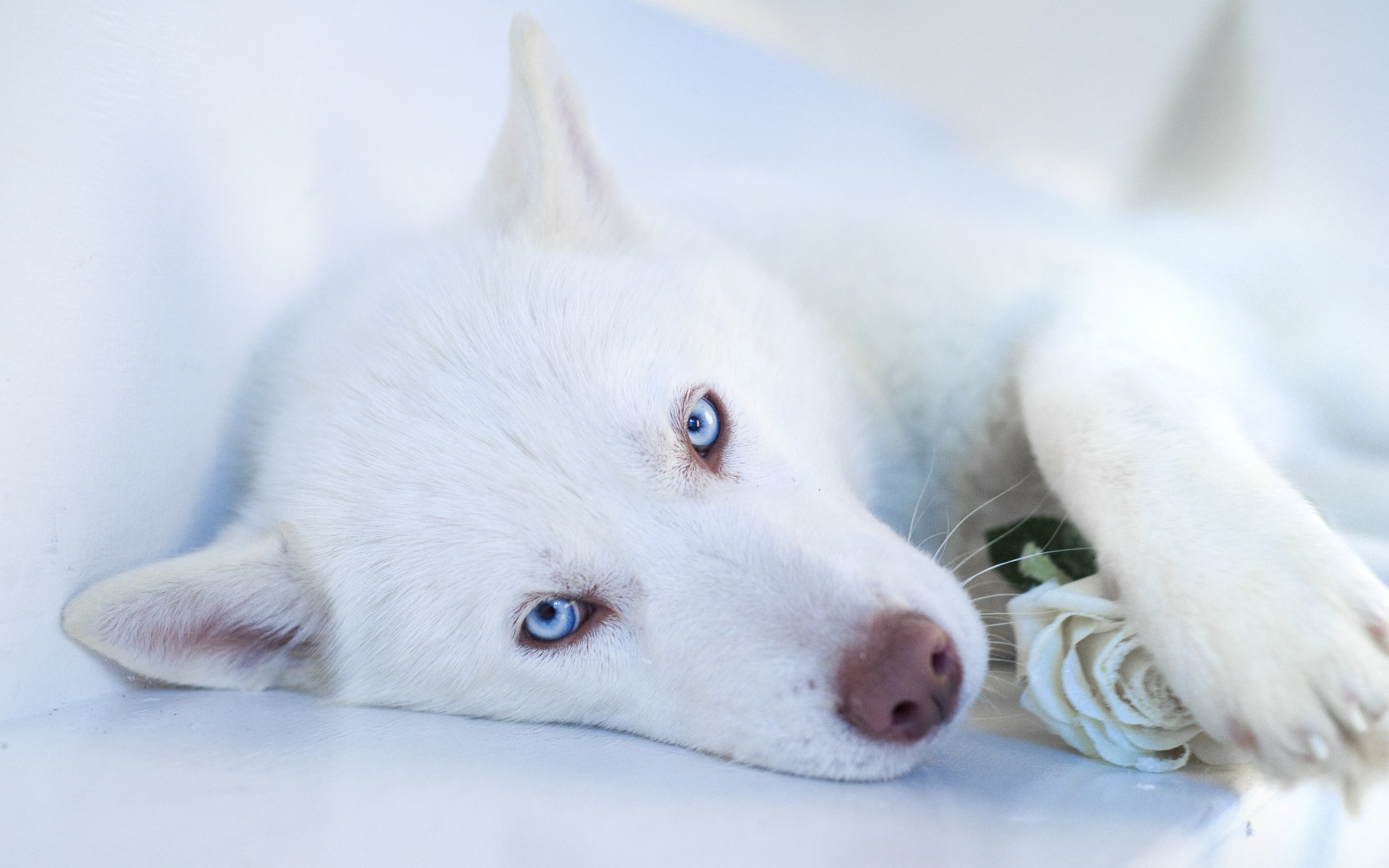 Animal Wallpaper White Husky - HD Wallpaper 