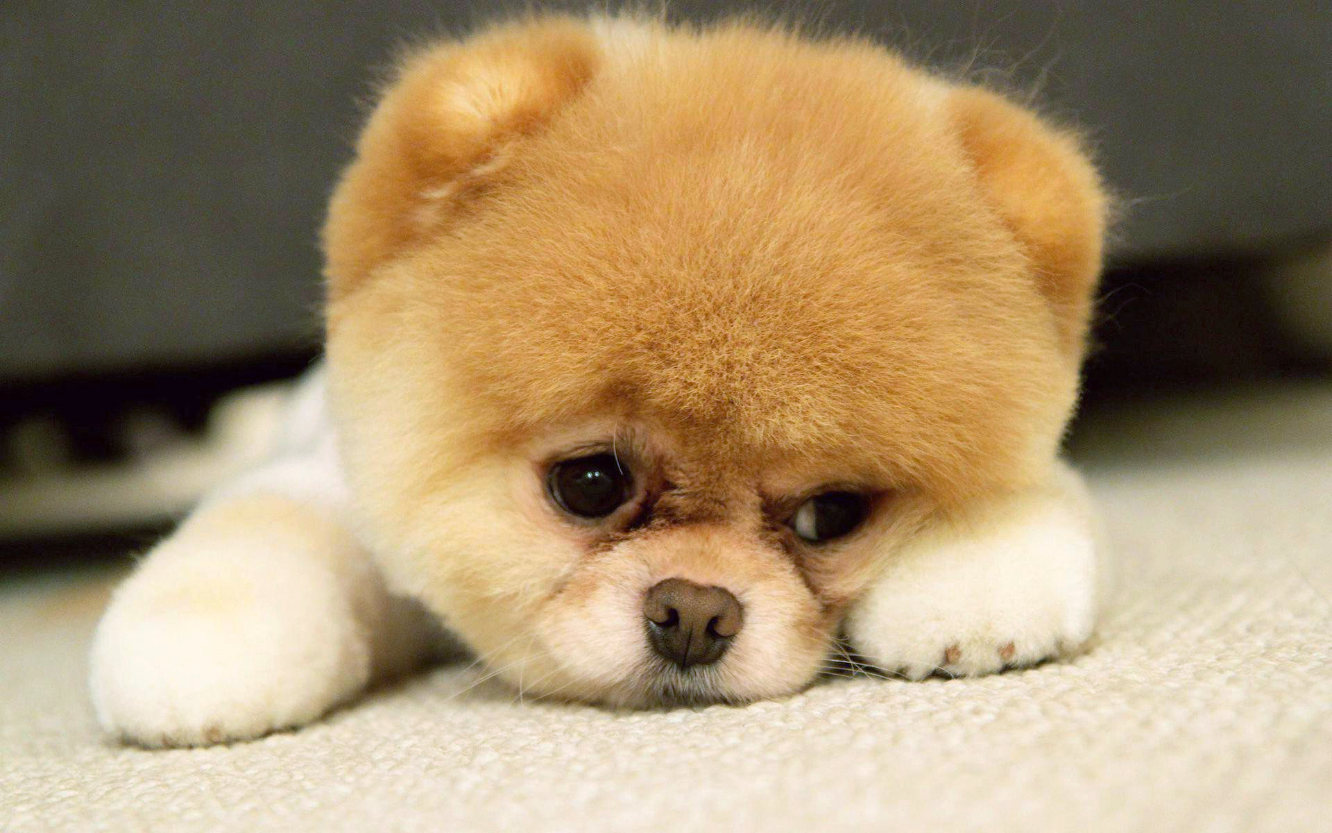Puppy Wallpapers Download - 1920x1200 Wallpaper Puppy Wallpapers Download - 1920x1200 Wallpaper