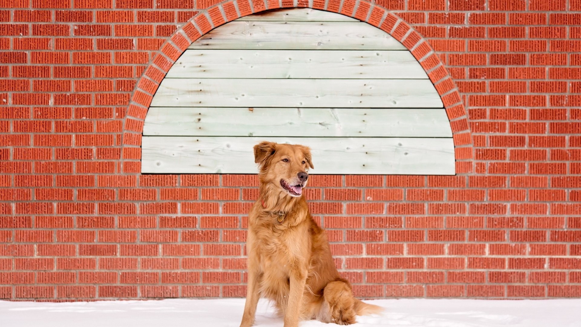 Purple Brick Wall Stock - HD Wallpaper 