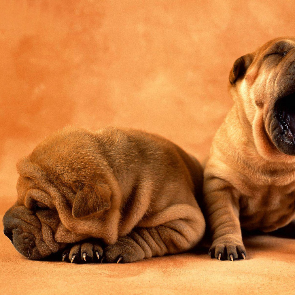 Cute Wallpapers Puppies - HD Wallpaper 