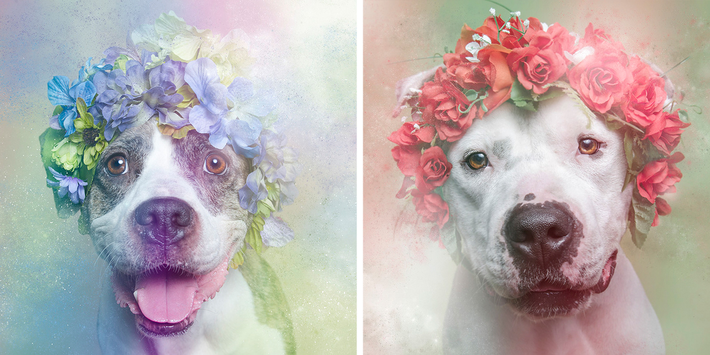 Dog Flower Crown - HD Wallpaper 