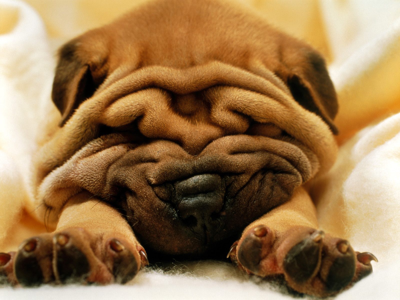 Shar Pei - HD Wallpaper 