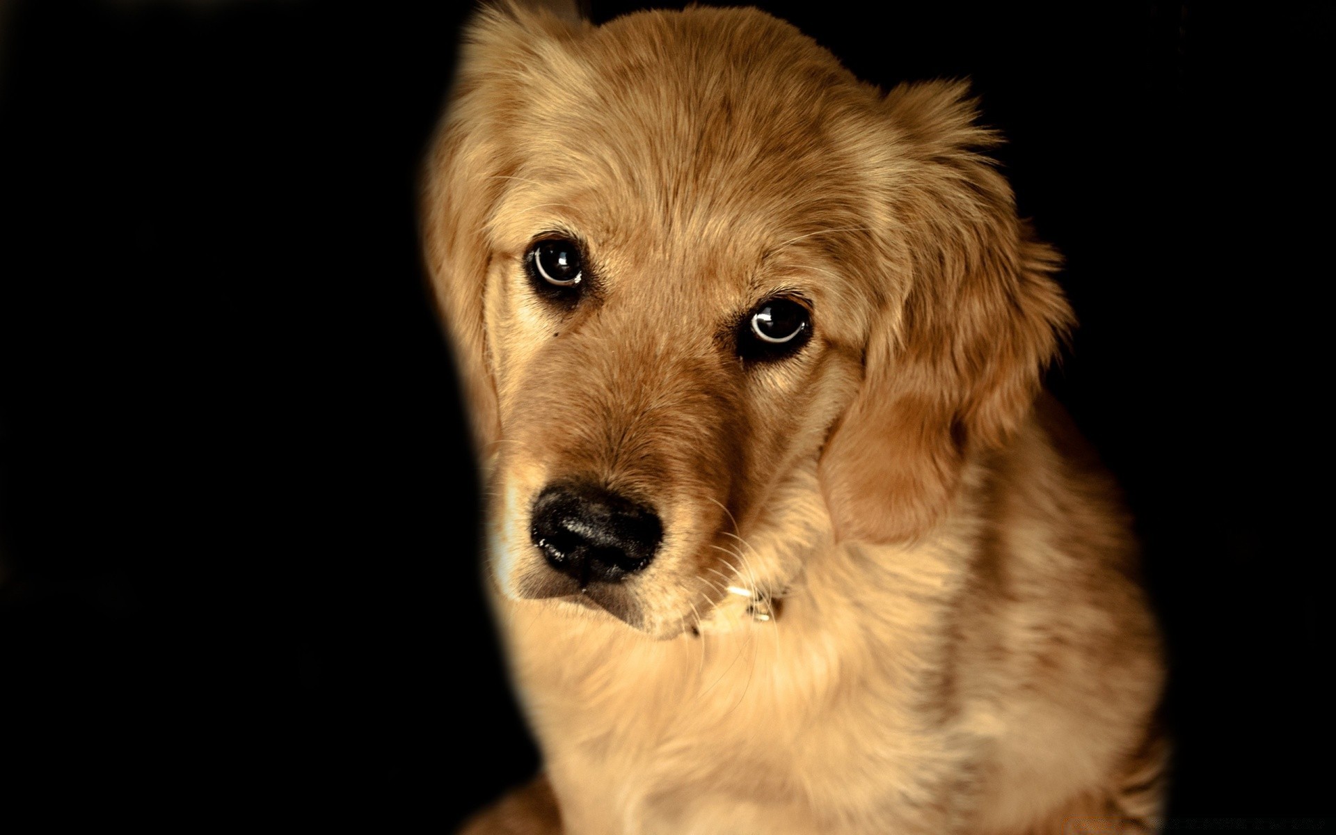 Dogs Dog Pet Animal Mammal Canine Cute Portrait Puppy - Sad Animal With Black Background - HD Wallpaper 