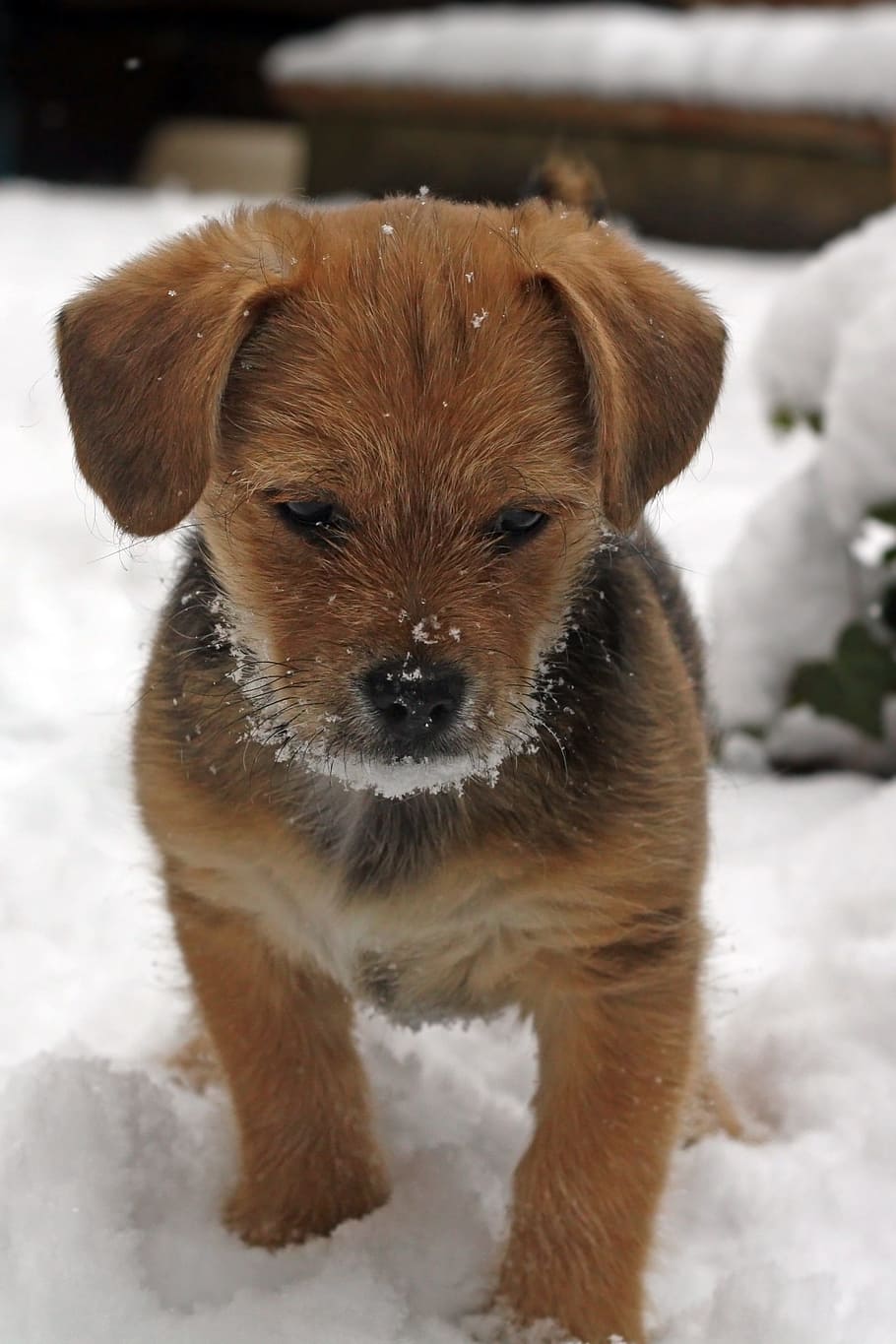 Puppy, Terrier, Young, Playing, Snow, Winter, Cute, - Cold Is Too Cold For Puppies - HD Wallpaper 