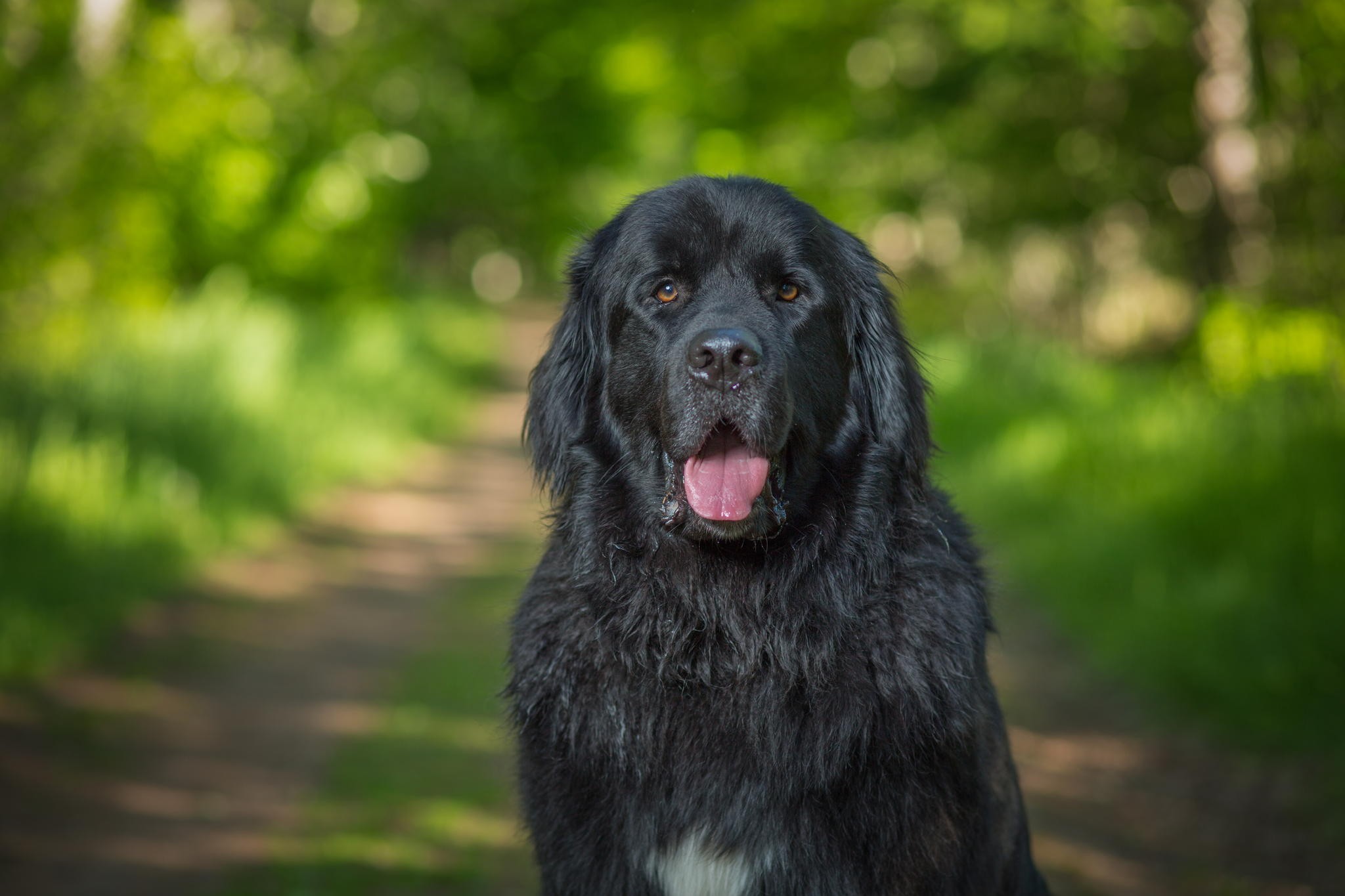 Companion Dog - HD Wallpaper 