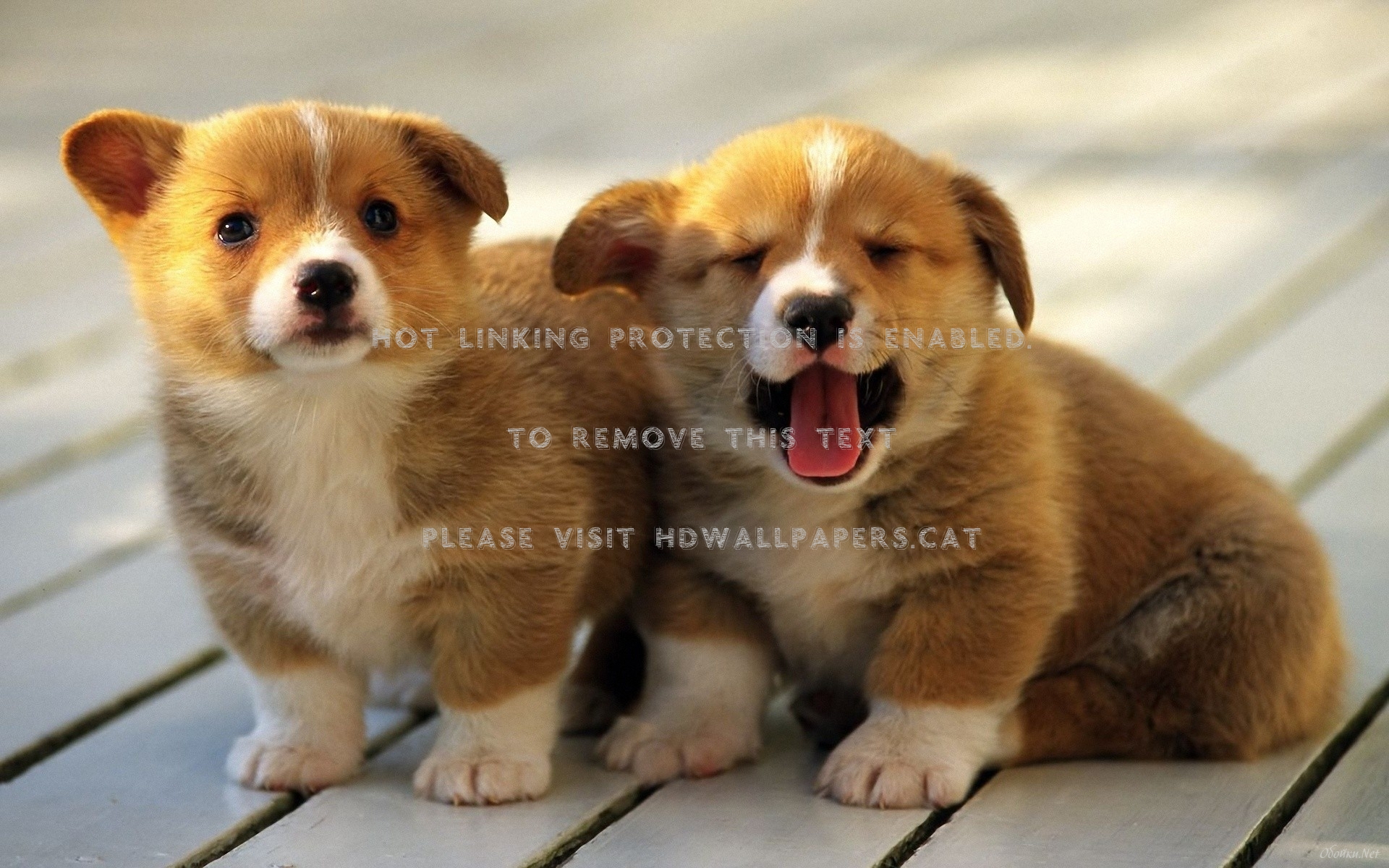 Puppy Dogs Nice Cute Puppies Animal - Dogs Animals - HD Wallpaper 