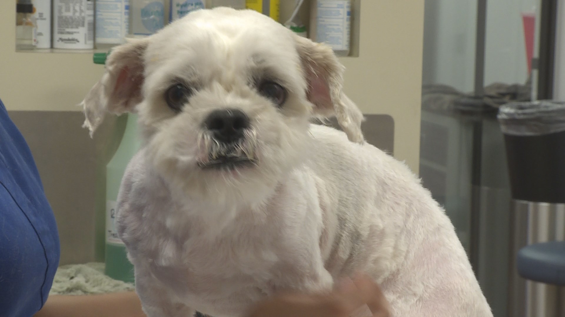 Companion Dog - HD Wallpaper 