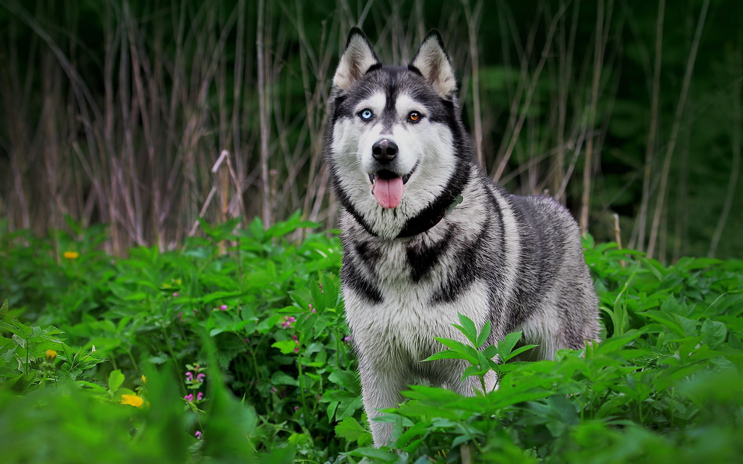 Siberian Husky Dog Hd - HD Wallpaper 