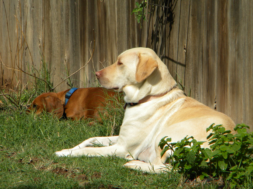 Labrador Retriever - HD Wallpaper 