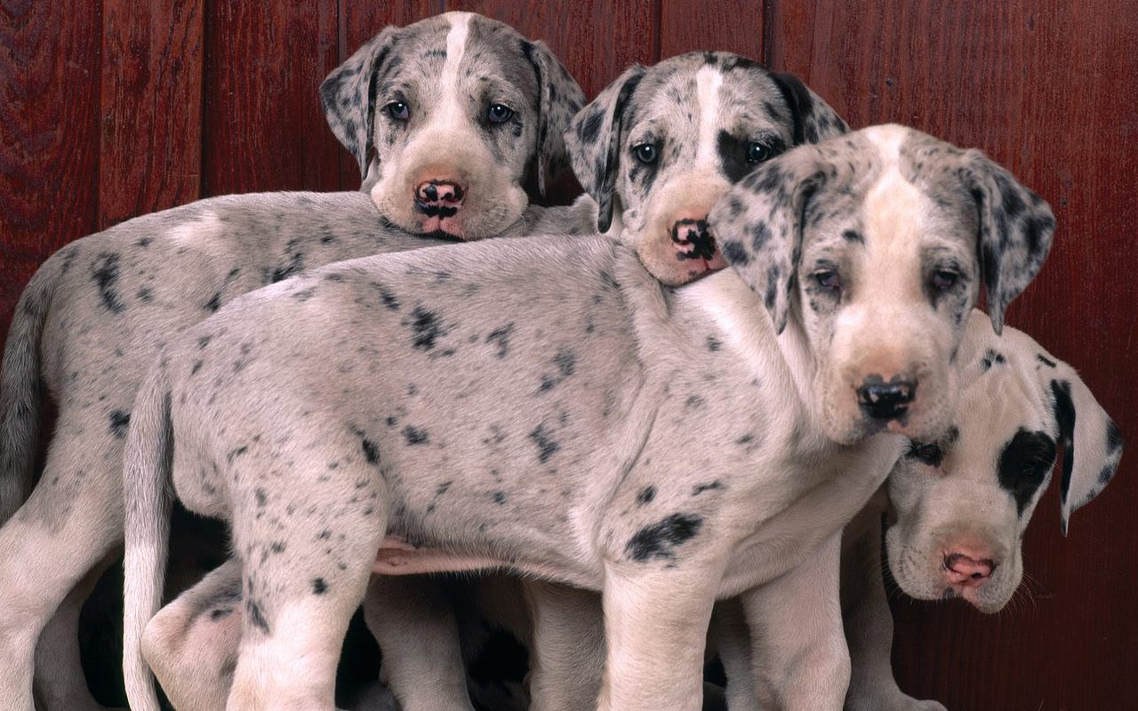 Cute Puppies - Harlequin Great Dane - HD Wallpaper 