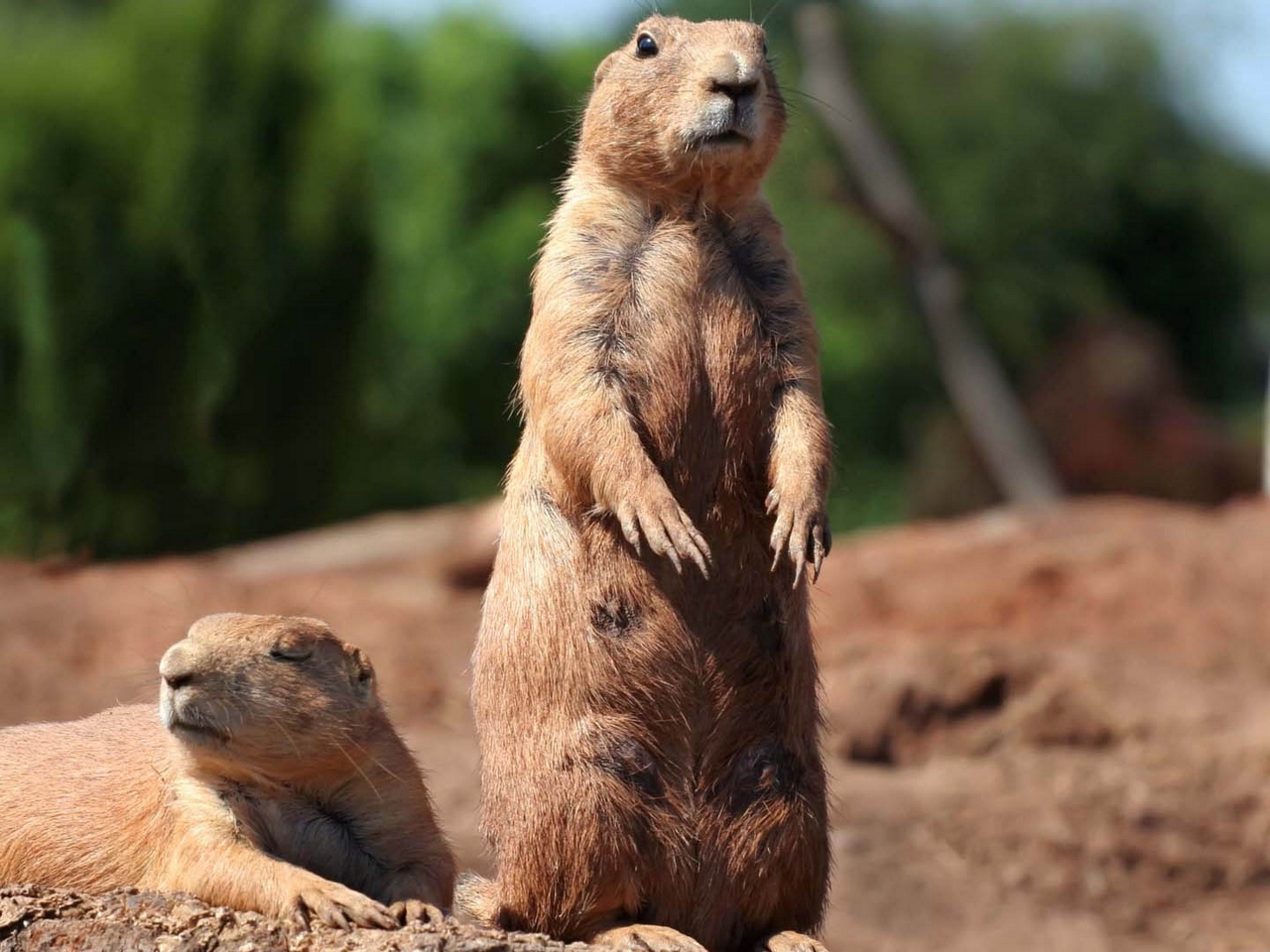 Wallpaper Groundhog, Marmot, Forest, Stand, Danger, - Gopherr Hd - HD Wallpaper 